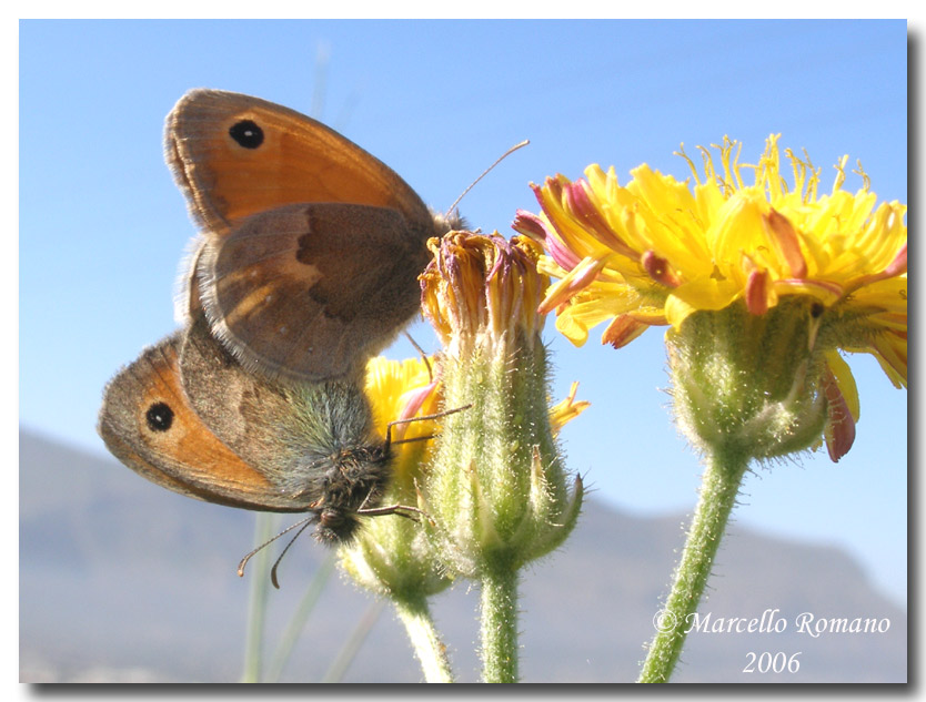 Autunno...caldo (ovvero:  farfalle fotografate oggi)